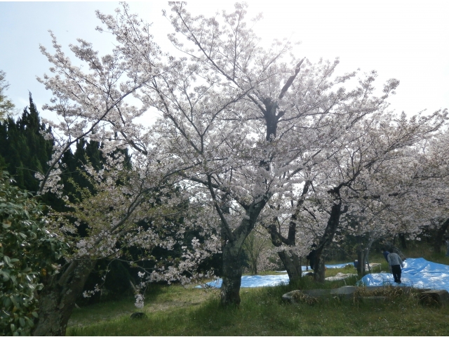 とってもきれいな桜ですね～☆
