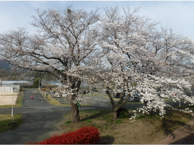 Cherry Blossoms♪