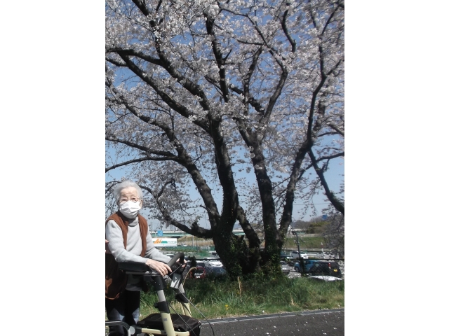 🌸養護のご利用者様は、今年度より桜の花見をはじめ様々な場所へお出かけ予定です🌸