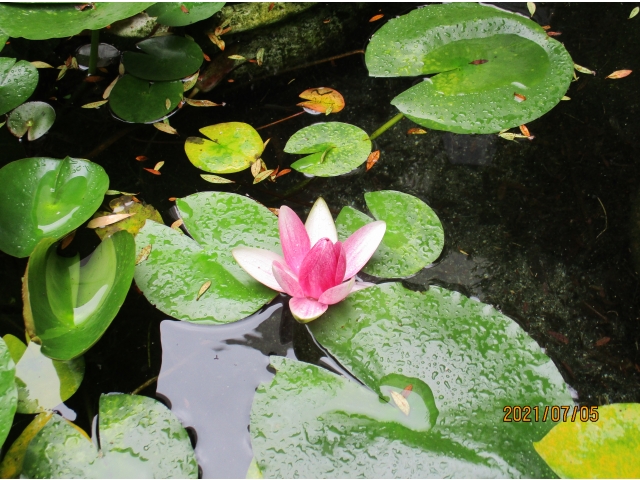 中庭の池に浮かぶ睡蓮が咲いて利用者様も「咲いたね」と嬉しそうに話されました。