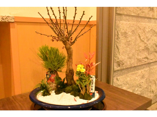 事務所入り口付近にはこんなお正月使用の寄せ植えも飾りましたよ(* ´艸｀)