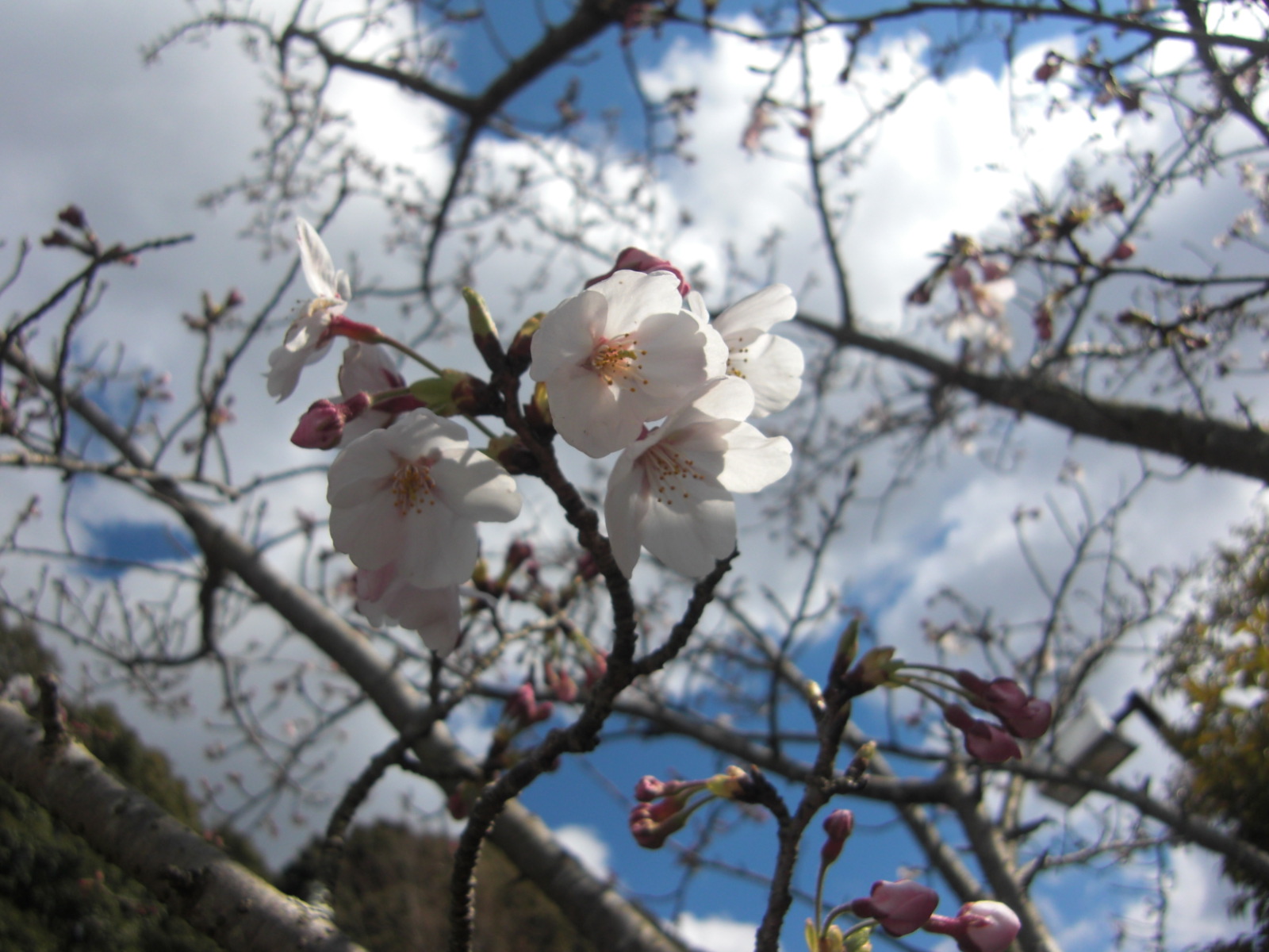咲き始めた桜
