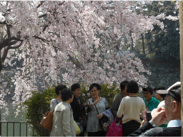 藤の回廊沿いの桜は満開でした
