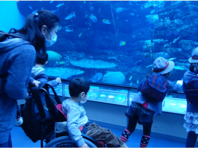 おさかなた～くさん。あれはなんていう魚かな？