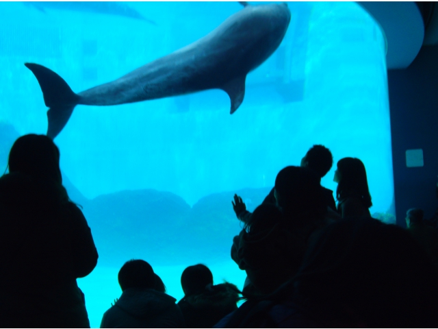 わ～イルカだよ！！