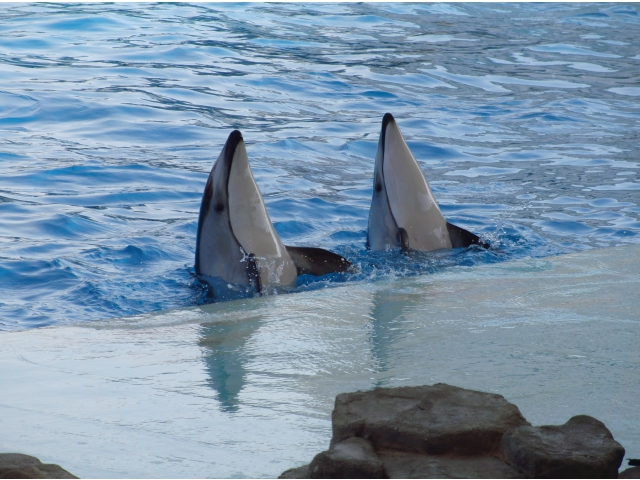 とってもおりこうなイルカさん☆かわいかったね☆