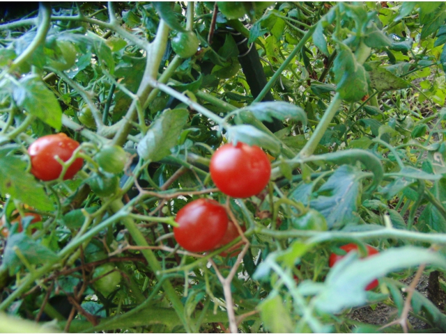 美味しくいただきました☆