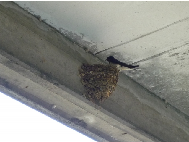 つばめがやってきました