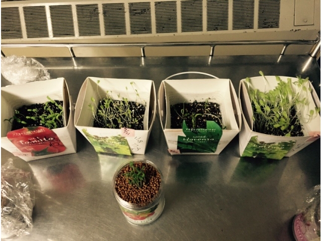 芽吹いてきました