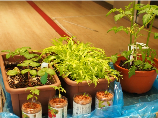 プランターと鉢に植え替えました