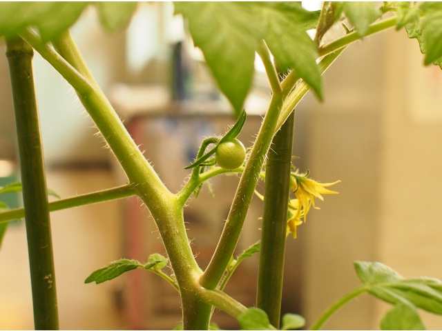 まだ、直径は1cmを満たしませんね