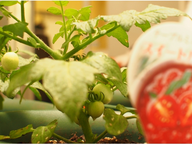 トマト。背が伸びない品種です。