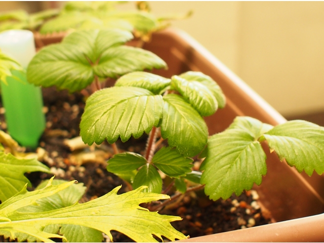 イチゴ。時期が少し遅いですが、花が咲くことに期待！