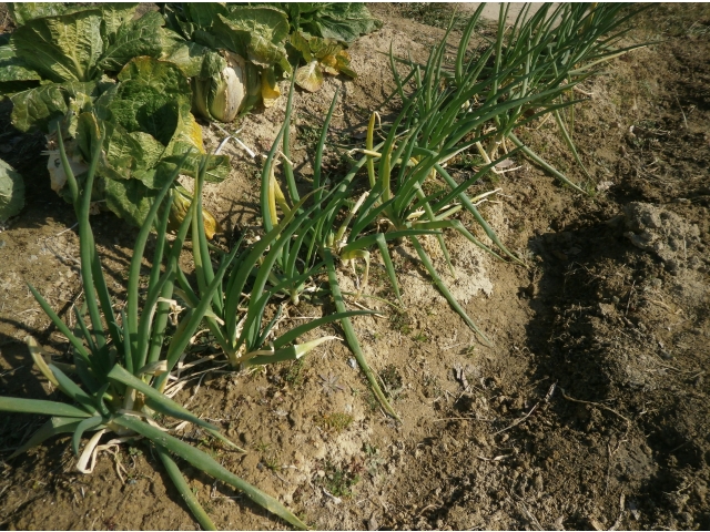 ネギも育っています（8分音符）