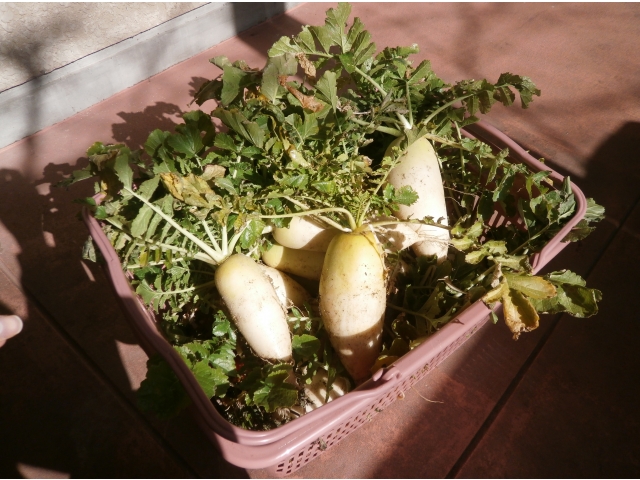 収穫した大根です（8分音符）