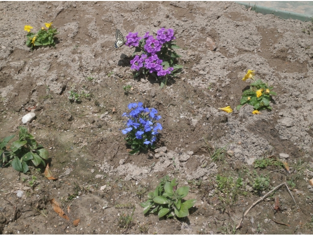 中央のお花に、なんと！アゲハチョウが止まっていました～☆