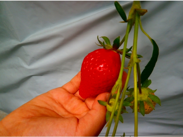 とっても美味しそうです〇