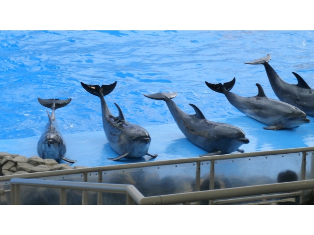 イルカショーとても楽しかったです☆