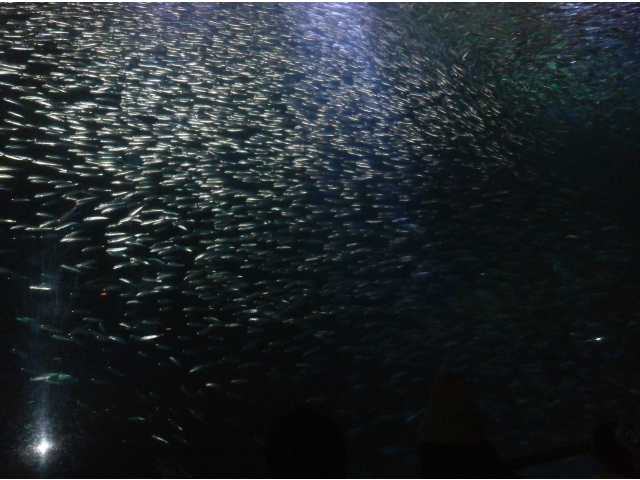 マイワシのトルネードとても綺麗で感動しました☆