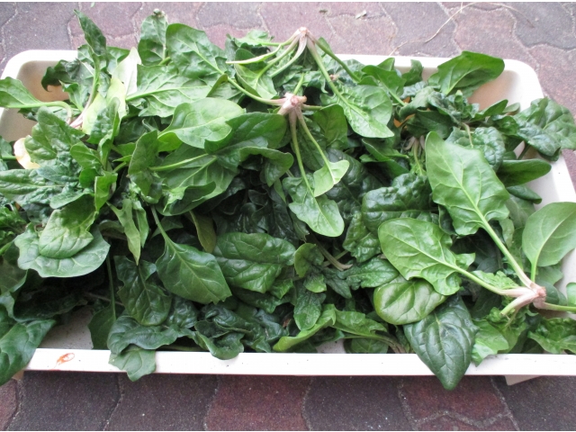 たくさん取れました☆