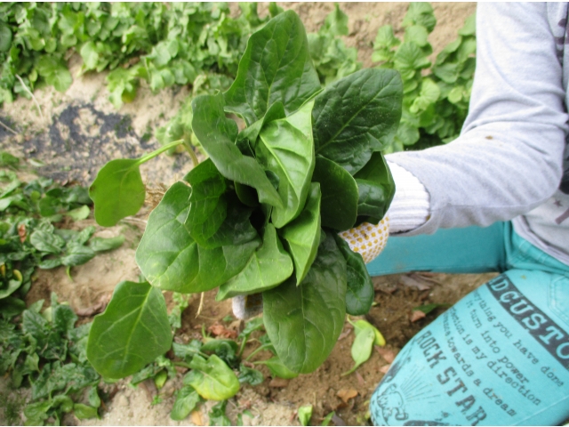 とても立派なほうれん草です！！