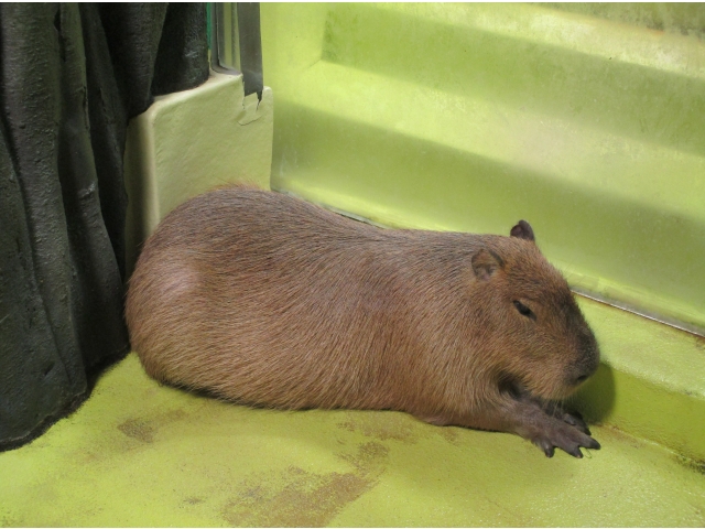 可愛らしいカピバラです！！