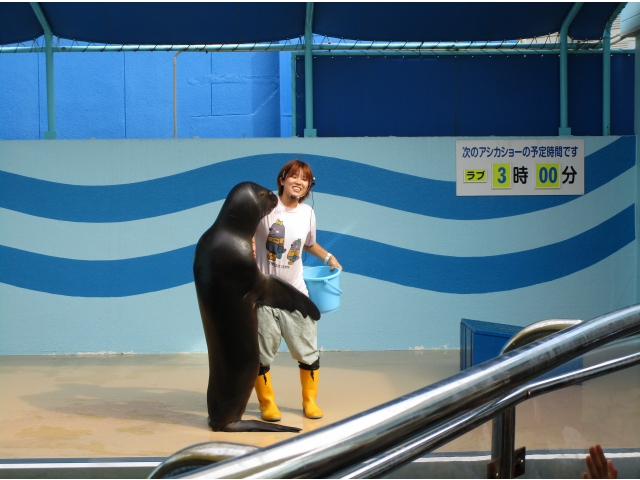 立っているアシカ面白かったです☆