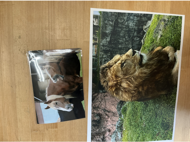 動物の知識を深めるために素材集めをしました！