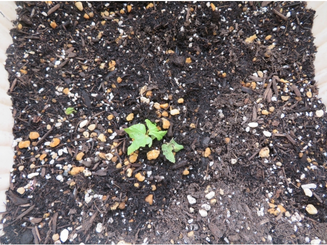 芽がひょっこりと出てきました♡