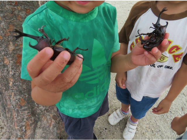 王様の木がいいね！　ありがとうカブトムシ！