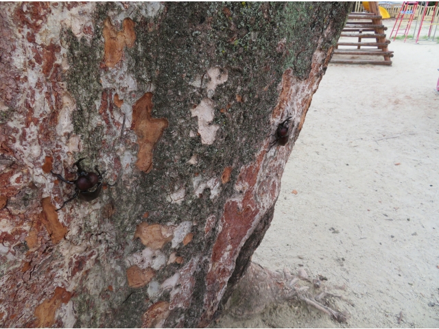 木を登ったよ！　喜んでるみたい❤