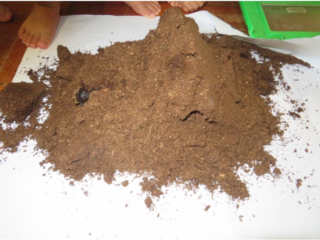 部屋に戻った子どもたちは、「もしかしたら卵があるかも」と飼育ケースの中の土を調べてみることにしました。