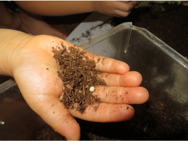 あったー！　たくさんの卵を発見！！また大切に育てようね