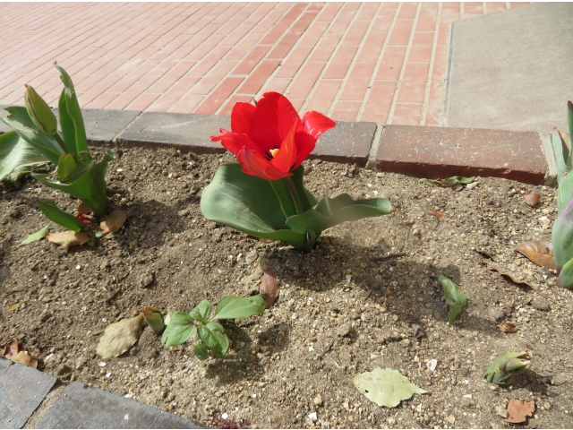 卒園　おめでとう🌸