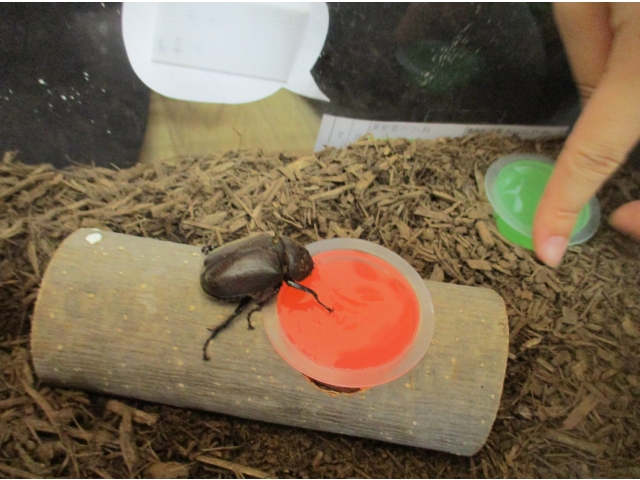 子どたちがゼリーを選んでくれました。「おいしい？」「食べてね。」