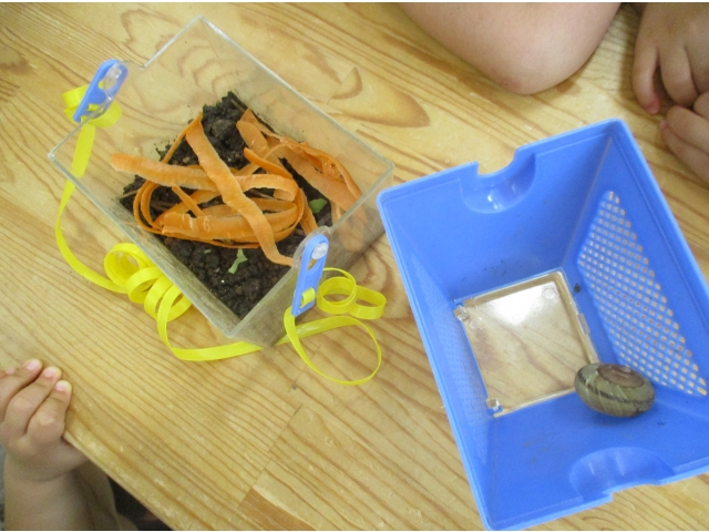 かたつむり・えさも◎