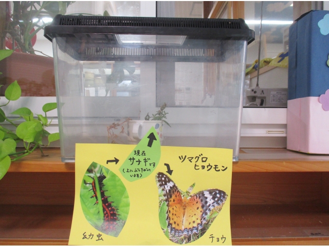 現在、さなぎです！