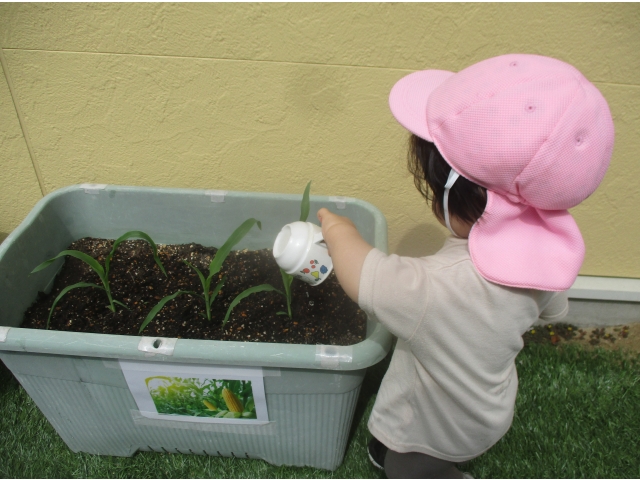 トウモロコシも大きくなーれ!