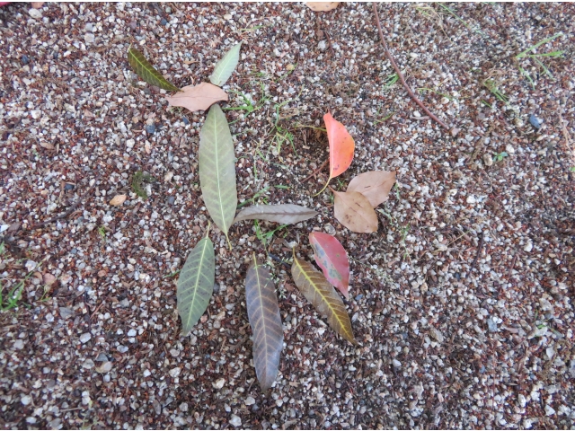 葉っぱと枝でお絵かきしたよ