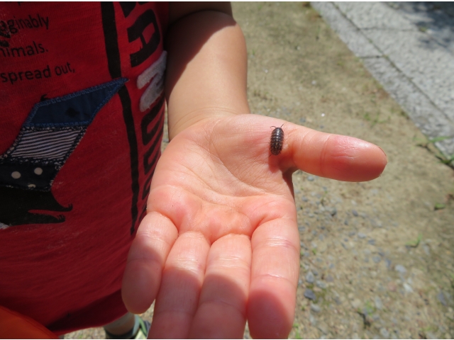 ダンゴムシを見つけたよ