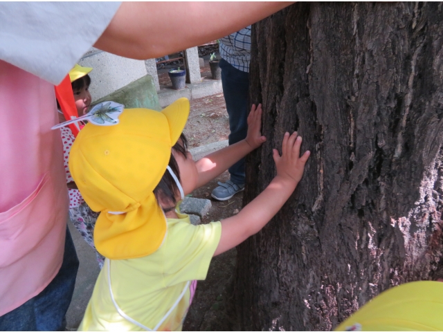 木に触れてみたよ