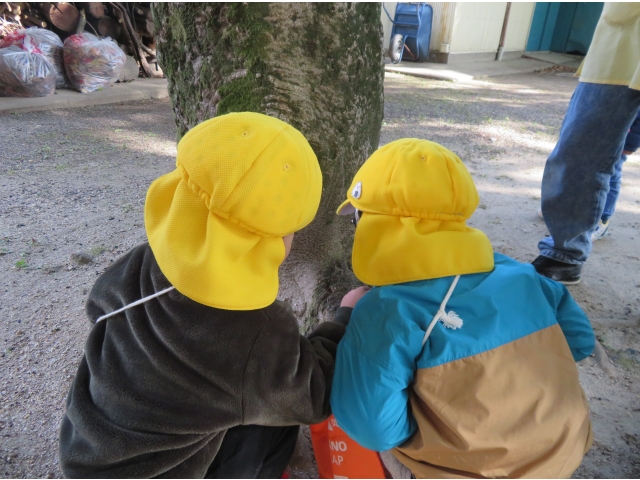 カメムシをみつけたよ