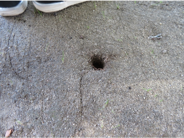 セミが入っていた穴