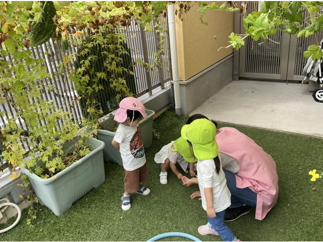 ゴーヤとれたよ