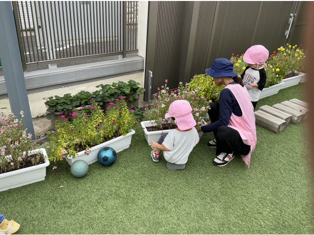 だんご虫いるかなー