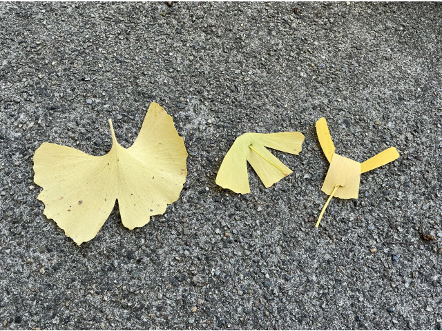 「ちょうちょ」「ぞうさん」も！