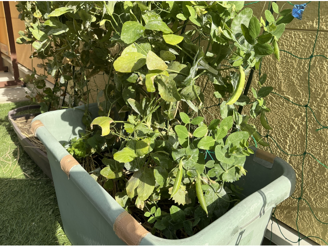 スナップエンドウ