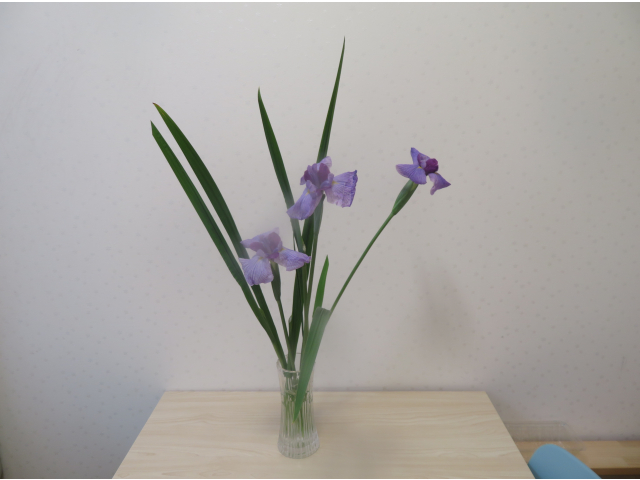 菖蒲の花