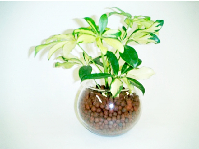 ハイドロカルチャー