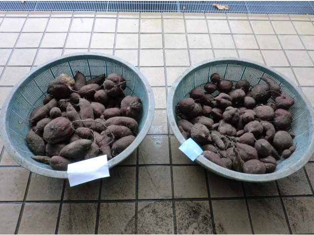 今年もたくさんとれました